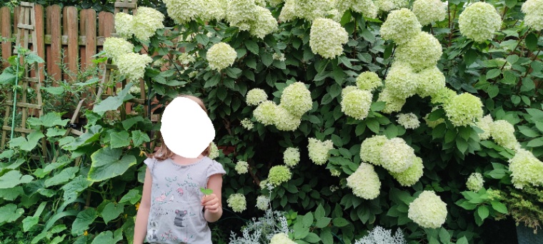 Szczepka hortensji Anabelle